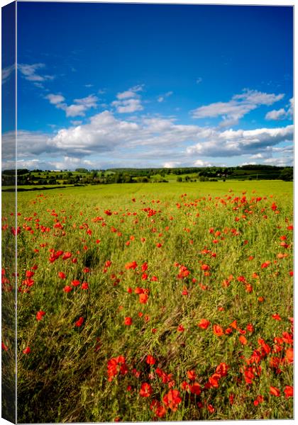 Richmond Poppies Canvas Print by Steve Smith