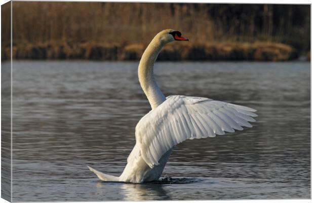 River Waal Swan Canvas Print by Steve Smith