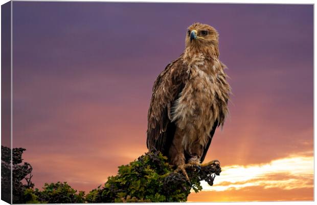 African Tawny Eagle Canvas Print by Steve Smith