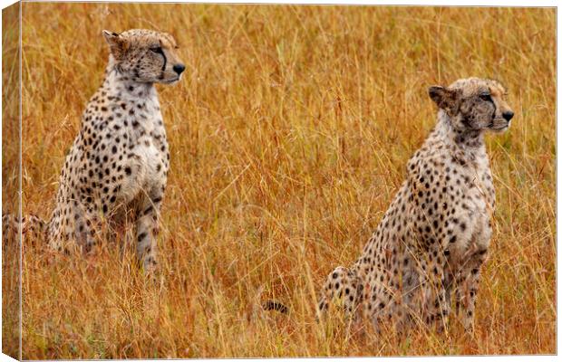 Cheetahs Canvas Print by Steve Smith