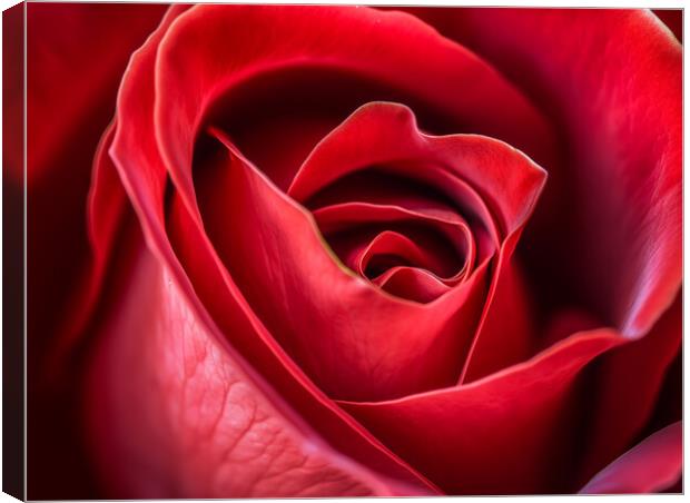 The Red Rose Canvas Print by Steve Smith
