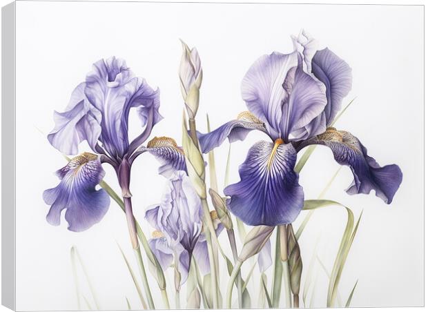 Iris Canvas Print by Steve Smith