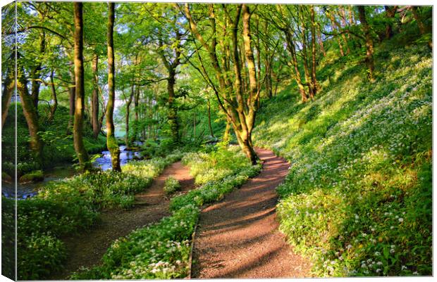 Malham Woods Canvas Print by Steve Smith