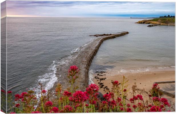 Cullercoats Breakwater Canvas Print by Steve Smith