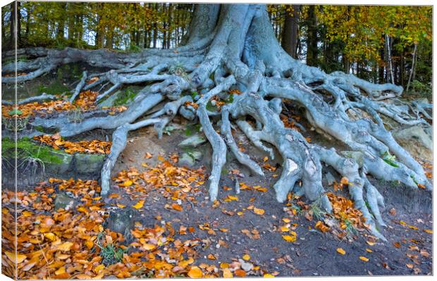 Newmillerdam Roots Canvas Print by Steve Smith
