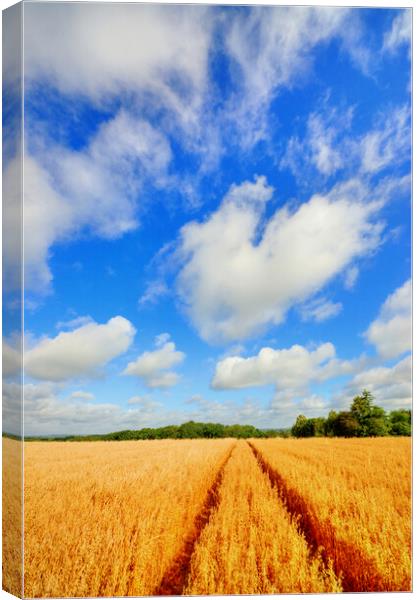 Tiddington Wheat Field Canvas Print by Steve Smith