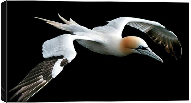 Gannet In Flight Canvas Print by Steve Smith