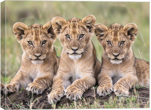 Lion Cubs Canvas Print by Steve Smith