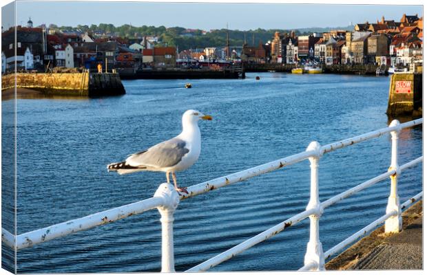 Whitby Seagull Canvas Print by Tim Hill