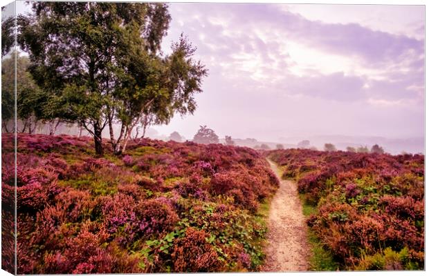Purple Heather Surprise View Canvas Print by Tim Hill
