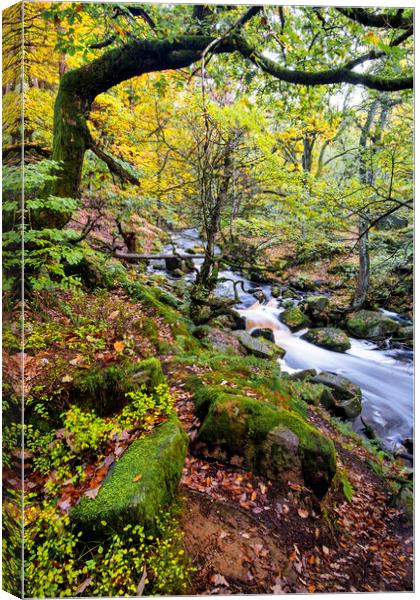 Burbage Brook Padley Gorge Canvas Print by Tim Hill