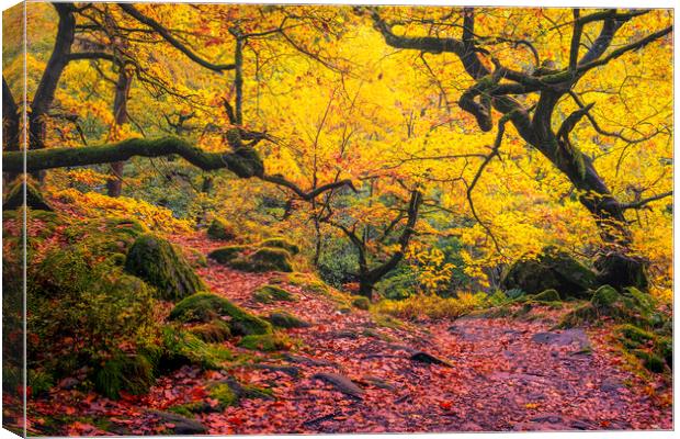 Enchanting Autumn Wonderland Canvas Print by Tim Hill