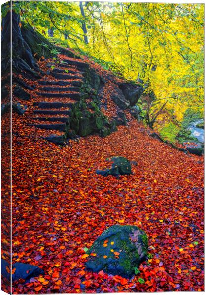 Padley Gorge Autumn Woodland Canvas Print by Tim Hill