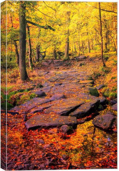 Enchanting Autumn Woods Canvas Print by Tim Hill