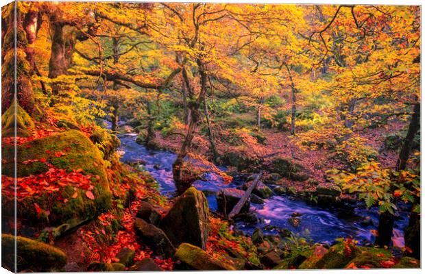 Captivating Autumnal Beauty Canvas Print by Tim Hill