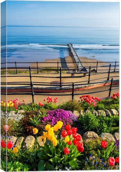 Spring Tulips at Saltburn by the sea Canvas Print by Tim Hill