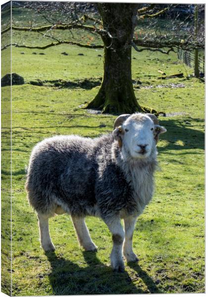 Herdwick Ram overlooking Buttermere Canvas Print by Tim Hill