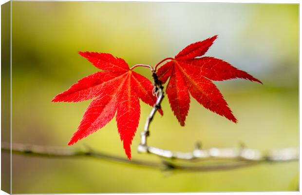 Autumns Fiery Foliage Canvas Print by Tim Hill