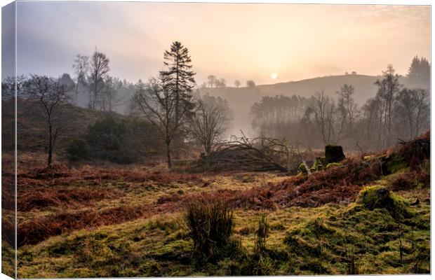 Misty Sunrise Over Tarn Hows Canvas Print by Tim Hill