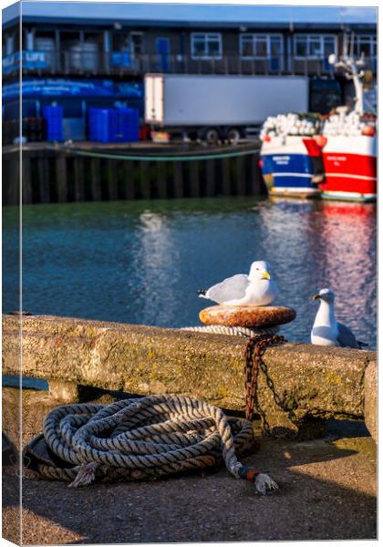 Sunkissed Seagulls Canvas Print by Tim Hill