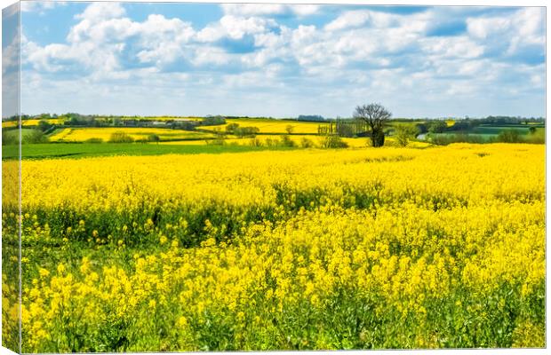 Golden Fields of Purston Canvas Print by Tim Hill