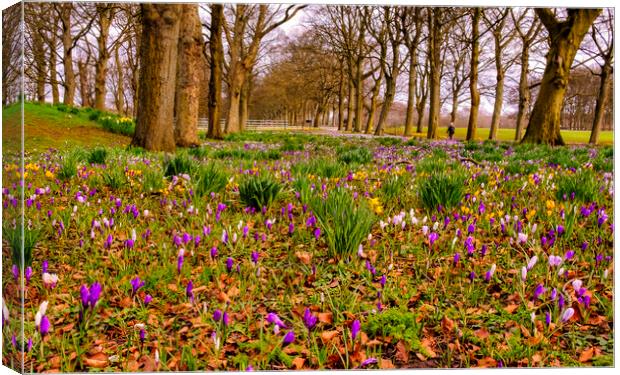 Crocuses at Leeds Canvas Print by Tim Hill