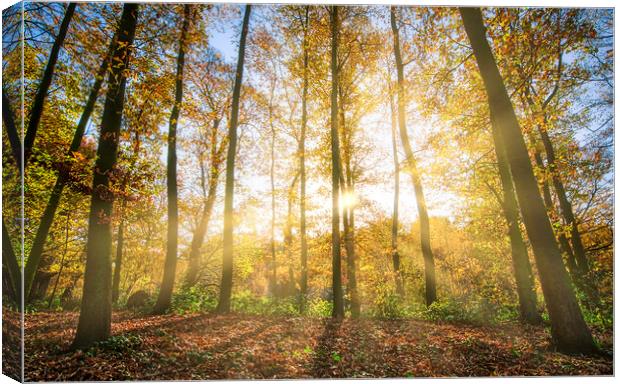 Sunrise through Trees Wakefield Canvas Print by Tim Hill