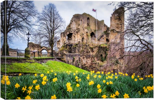 Knaresborough Castle Daffodils Canvas Print by Tim Hill