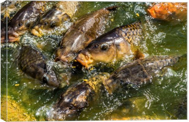 Koi Carp feeding on the Lake Surface Canvas Print by Tim Hill