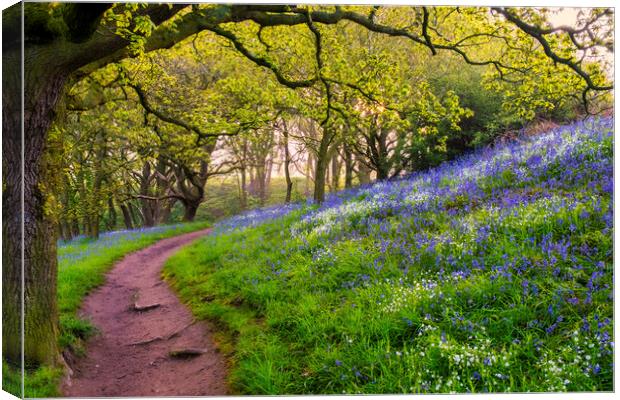 Bluebell Woods North Yorkshire Canvas Print by Tim Hill