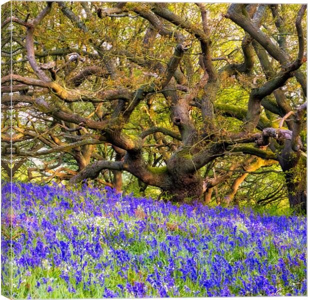 Bluebells and Tangles Oak Trees Canvas Print by Tim Hill