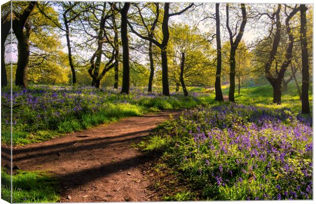 Bluebell Woods: Beautiful Newton Woods Canvas Print by Tim Hill
