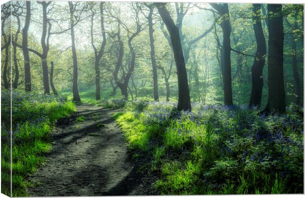 Bluebells: Misty and Moody Newton Woods Canvas Print by Tim Hill