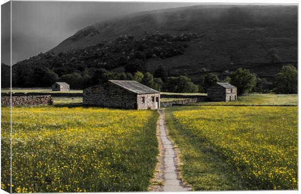 Beauty and the Beast: Muker Buttercup Meadows Canvas Print by Tim Hill