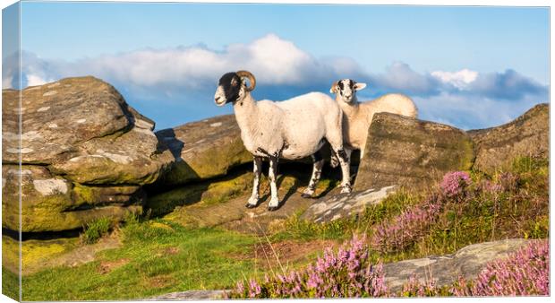 Bamford Edge Derbyshire Peak District Canvas Print by Tim Hill