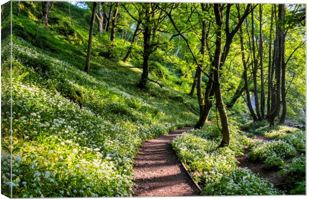 Wild Garlic Flowers on the path Janet's Foss Canvas Print by Tim Hill