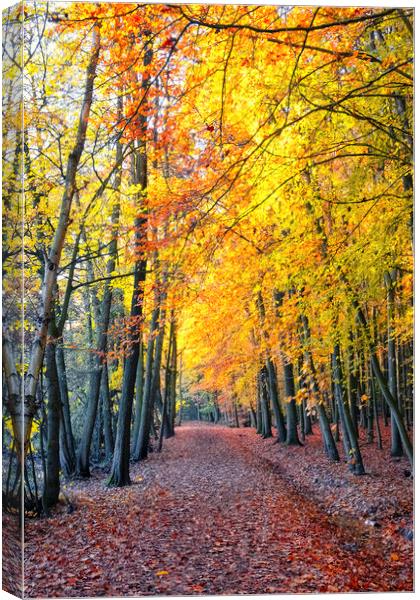 Newmillerdam Wakefield: Autumn Colour Canvas Print by Tim Hill