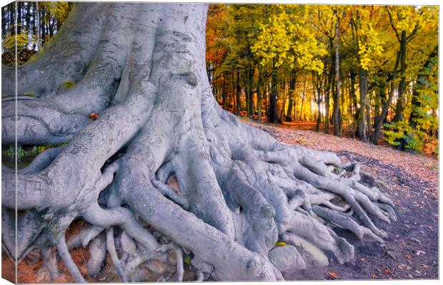 Newmillerdam Tree Roots at Sunrise Canvas Print by Tim Hill