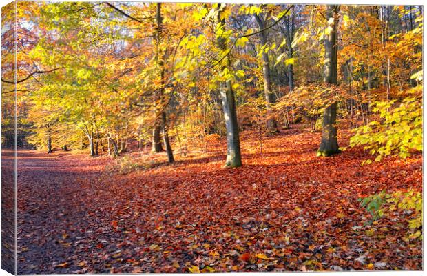 Autumn Woodland Newmillerdam Canvas Print by Tim Hill