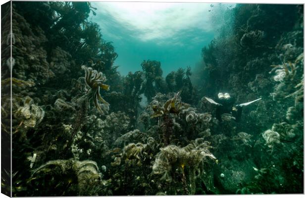 Kelp forest Canvas Print by Peter Bardsley