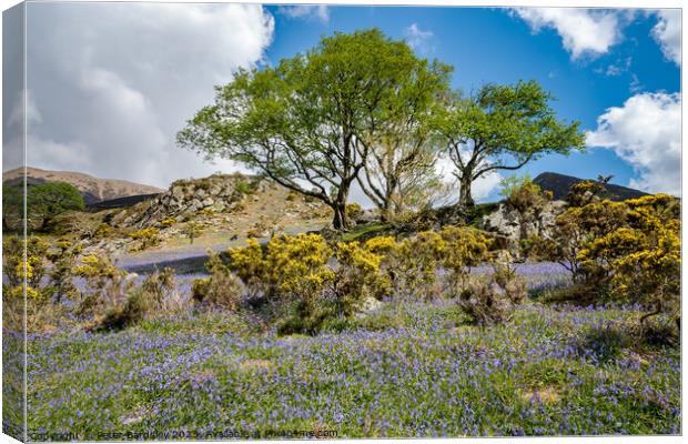 Rowan tree amongst bluebells Canvas Print by Peter Bardsley