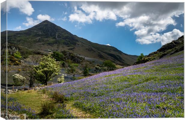 Spring in the Rannerdale Valley  Canvas Print by Peter Bardsley