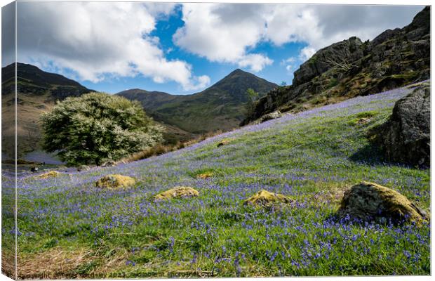 Rannerdale in Spring Canvas Print by Peter Bardsley