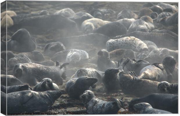 Steaming seals Canvas Print by Peter Bardsley
