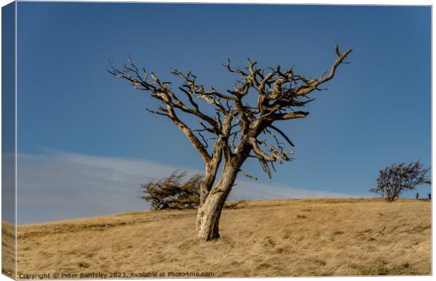 raptor perch on Great Mell fell Canvas Print by Peter Bardsley