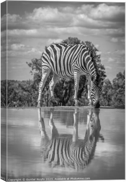 A zebra drinking at a waterhole Canvas Print by Gunter Nuyts