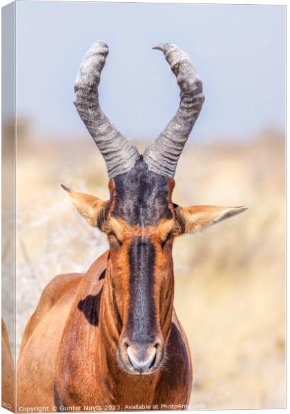 A portrait of a red hartebeest Canvas Print by Gunter Nuyts