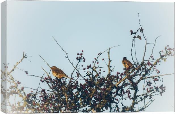 birds sitting on a branch Canvas Print by Infallible Photography