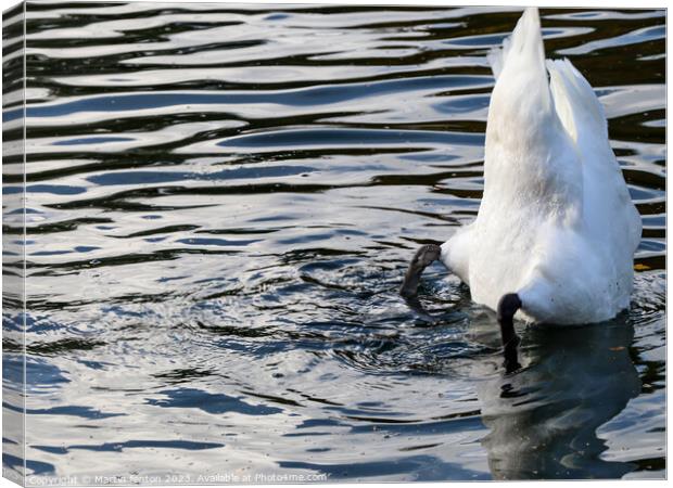 Swan drinking Canvas Print by Martin fenton