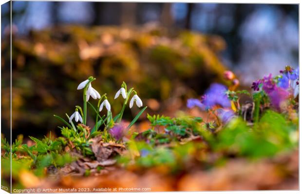 Common snowdrops Galanthus nivalis blooms on the forest floor, w Canvas Print by Arthur Mustafa